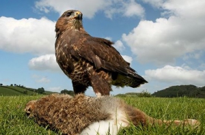 Common Buzzard