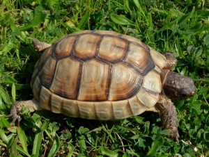 Marginated Tortoise