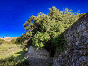 The sacred styrax of Astyraki