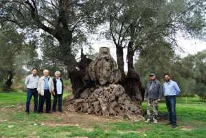 Μνημειακό Άλσος Ελιάς Αμαρίου