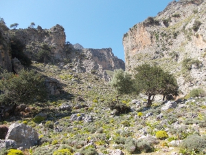 Φαράγγι Σκαλωτής