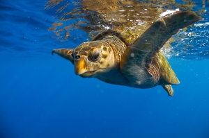 Loggerhead sea turtle