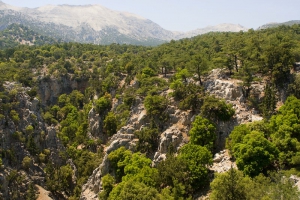 Δάσος Σελάκανο