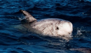 Risso’s dolphin