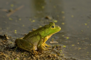 Bullfrog