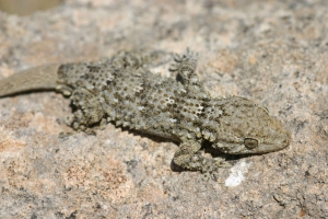 Moorish Wall Gecko