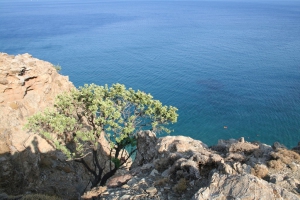 Carob Tree