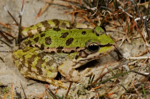 Kretischer Frosch