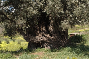 Μνημειακή Ελιά Παλιάμα