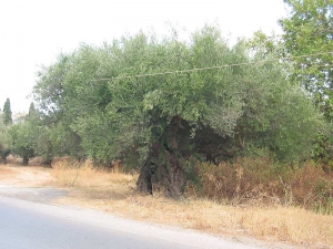 Μνημειακή Ελιά Φουρκολιά