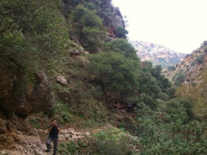 Cyclamen Gorge at Aletrouvari