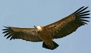 Griffon Vulture