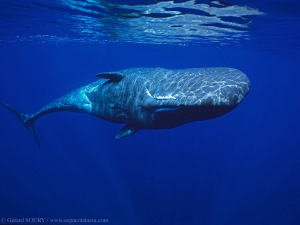 Sperm Whale