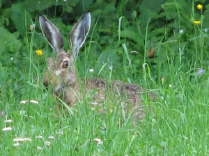 Hare