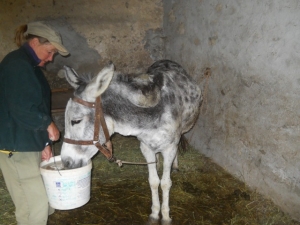 Walk with Donkeys