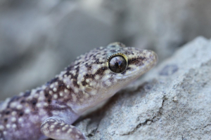 Türkischer Gecko