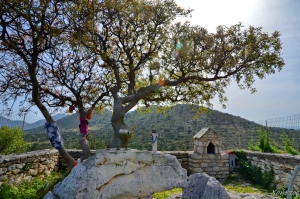 Τρεμιθιά Αγίου Φανουρίου