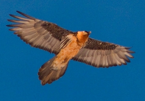 Bearded Vulture