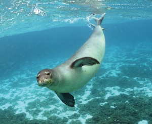 Mediterranean Monk Seal