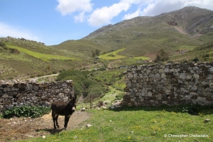 Saridakis settle at Rotasi