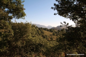 Δρυόδασος στις Σωχώρες Φωτεινού