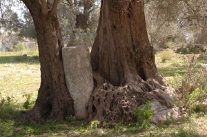 Μνημειακός Ελαιώνας Γόρτυνας