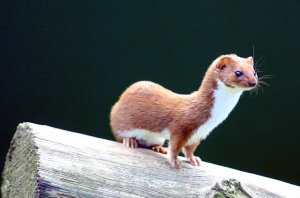 Least weasel