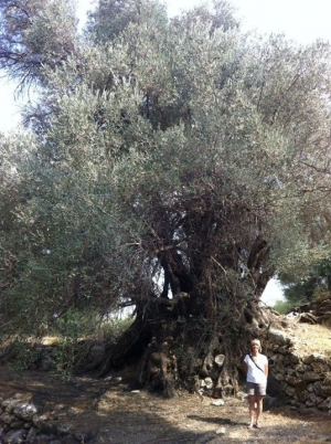 Μνημειακή Ελιά Γρε Ελέ