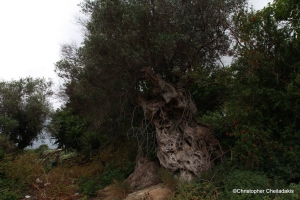 Μνημειακή Ελιά στην Καμάρα Δελιανών