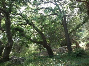 Φαράγγι Κατσούνας