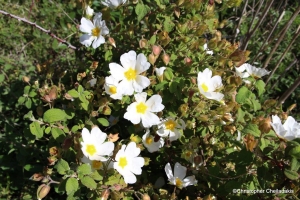 Λευκή Αλαδανιά (Cistus salvifolius)