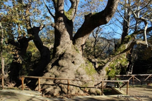 Vlatos plane tree