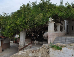 The Holy Myrtle of Paliani