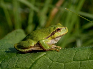 Europäischer Baumfrosch