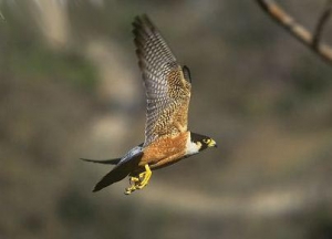 Peregrine Falcon