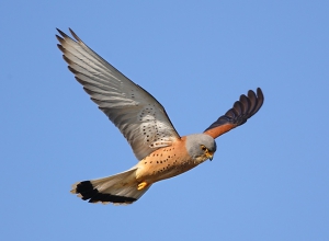 Lesser kestrel