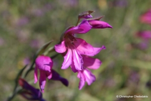 Gladiolus italicus