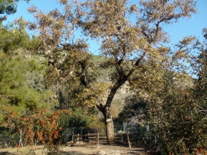 Plane tree of Gortys