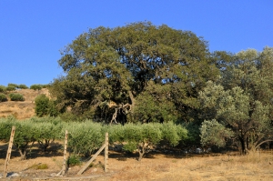 Η δρυς του Μανταλένη