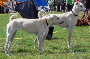 Cretan hound