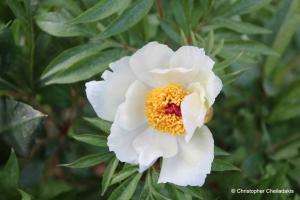 Cretan Peony