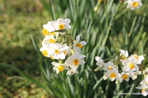 Daffodils