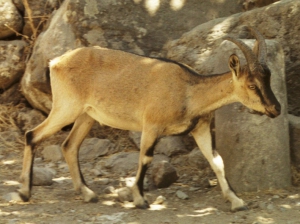 Kretischer Steinbock