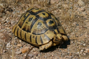 Griechische Schildkröte