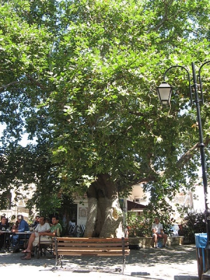 Splantzia Plane Tree