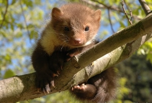 Cretan marten