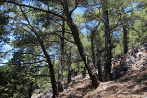 Δάσος και Μονοπάτι Κορμοκόπου