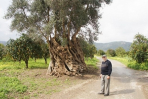 Υψωμένη Ελιά Βατόλακου