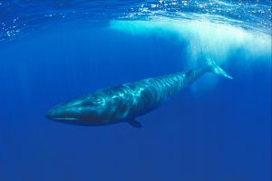 Fin whale