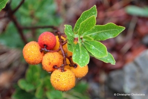 Strawberry tree